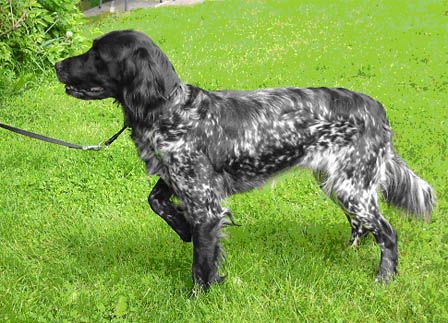 picture of dog