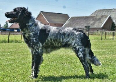 picture of dog