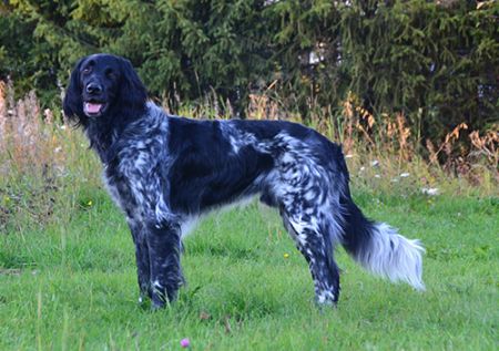 picture of dog