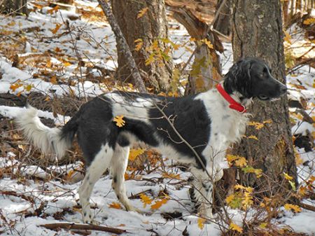 picture of dog