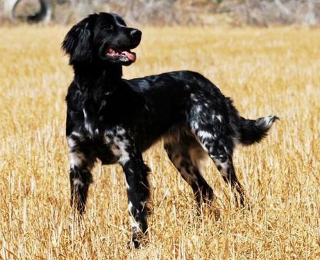 picture of dog