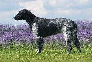 picture of dog