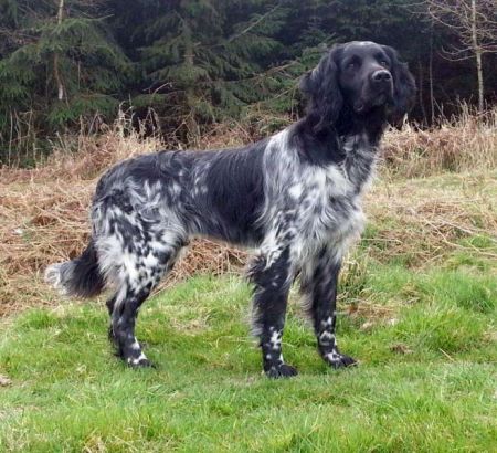picture of dog