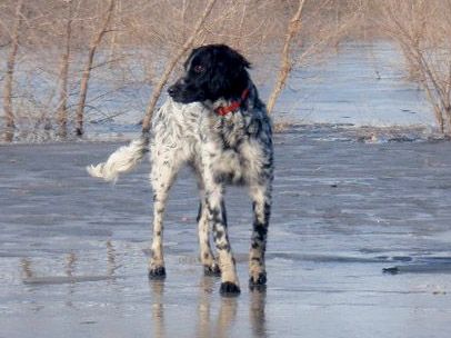 picture of dog