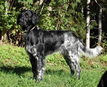 picture of dog