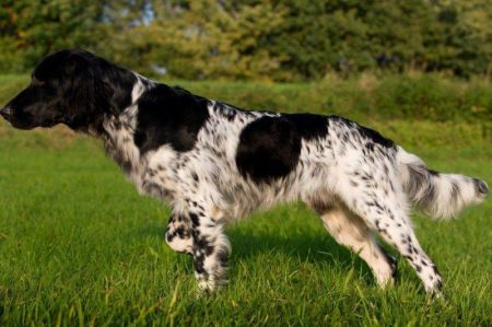 picture of dog
