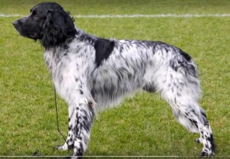 picture of dog
