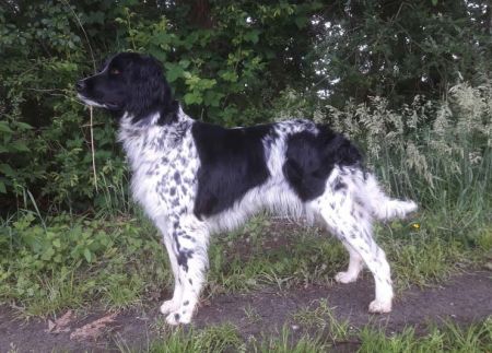 picture of dog
