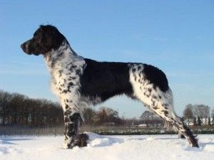 picture of dog