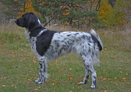 picture of dog