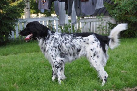 picture of dog