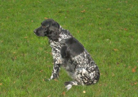 picture of dog