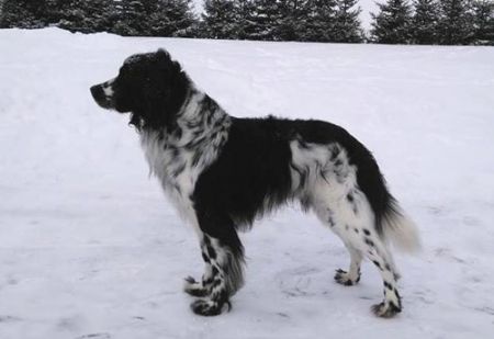 picture of dog