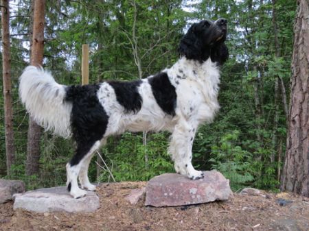picture of dog