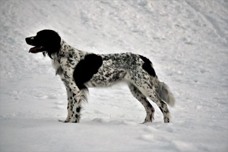 picture of dog
