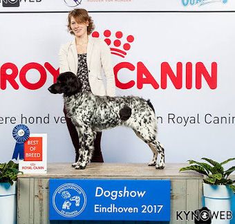 picture of dog