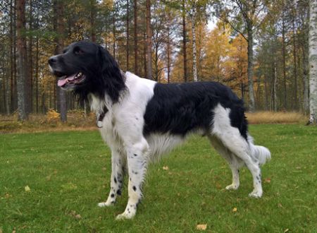 picture of dog