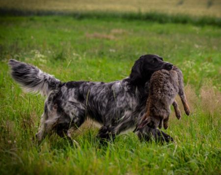 picture of dog