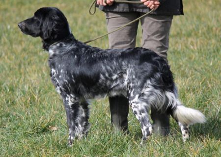 picture of dog