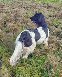 picture of dog