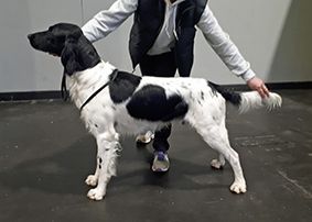 picture of dog