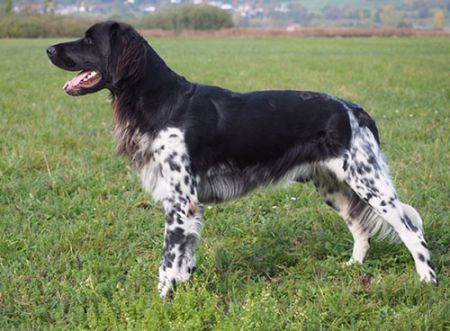 picture of dog