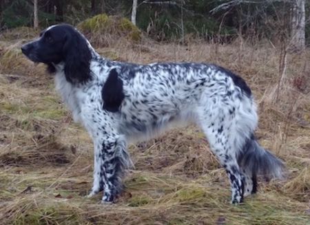 picture of dog