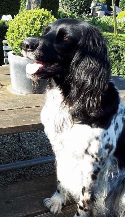 picture of dog