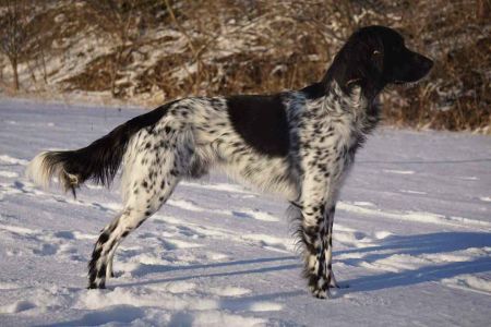 picture of dog