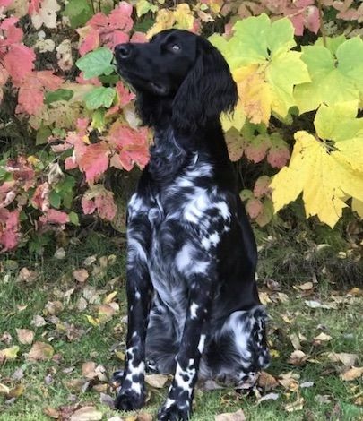 picture of dog