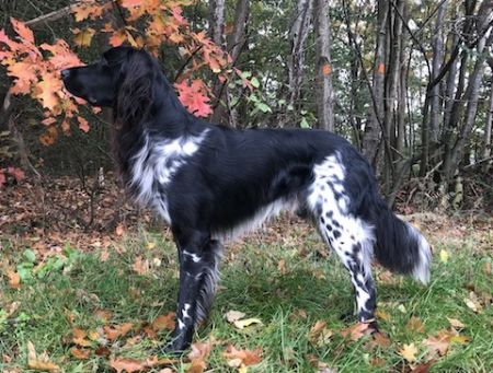 picture of dog