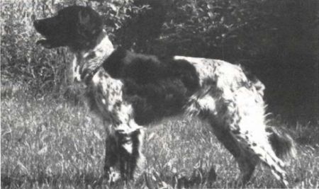 picture of dog