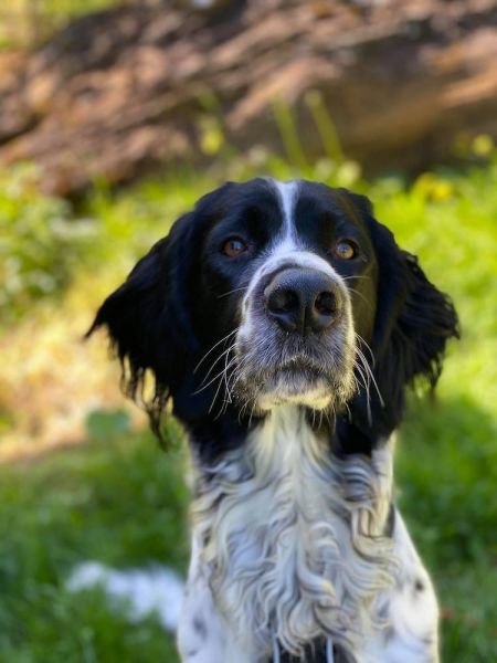 picture of dog