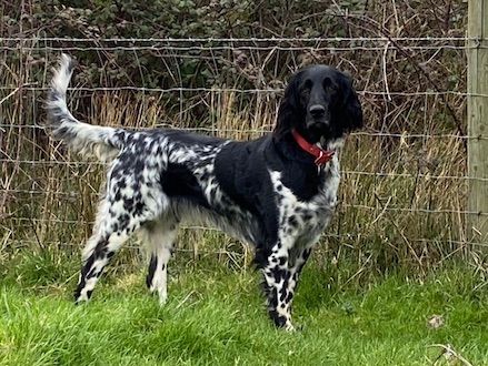 picture of dog