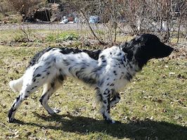 picture of dog