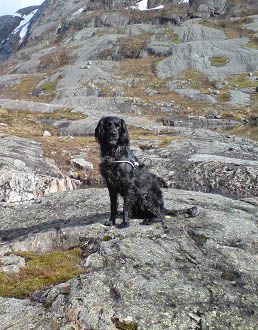 picture of dog