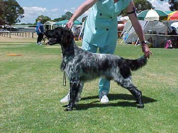 picture of dog