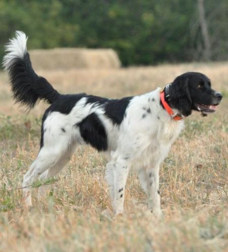 picture of dog
