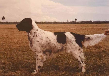 picture of dog