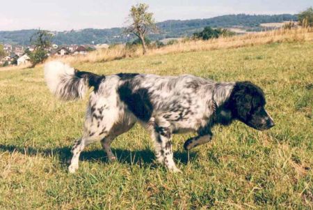 picture of dog