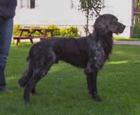 picture of dog