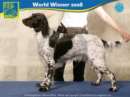 picture of dog