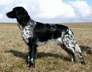 picture of dog