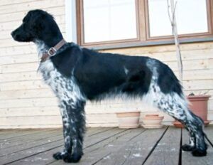 picture of dog