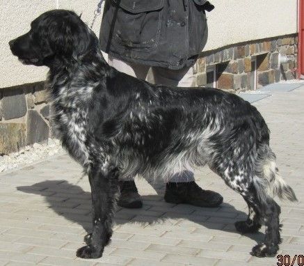 picture of dog