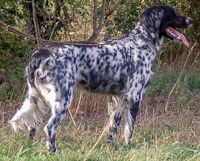 picture of dog