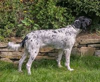 picture of dog