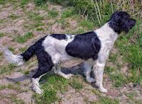 picture of dog