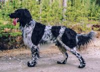 picture of dog