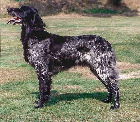 picture of dog